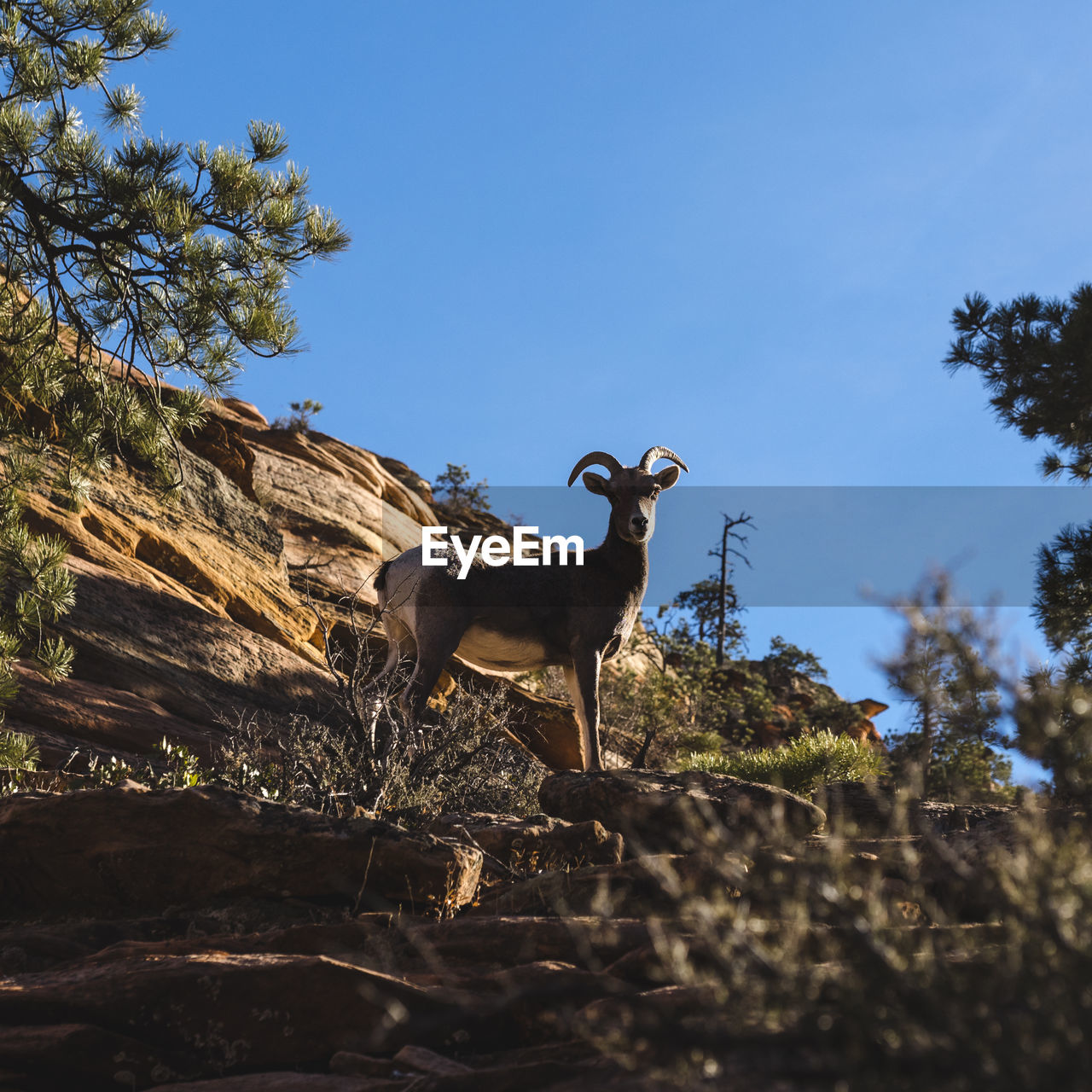 Low angle view of goat standing on hill against clear blue sky