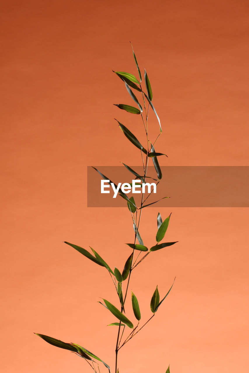CLOSE-UP OF PLANT AGAINST ORANGE SUNSET