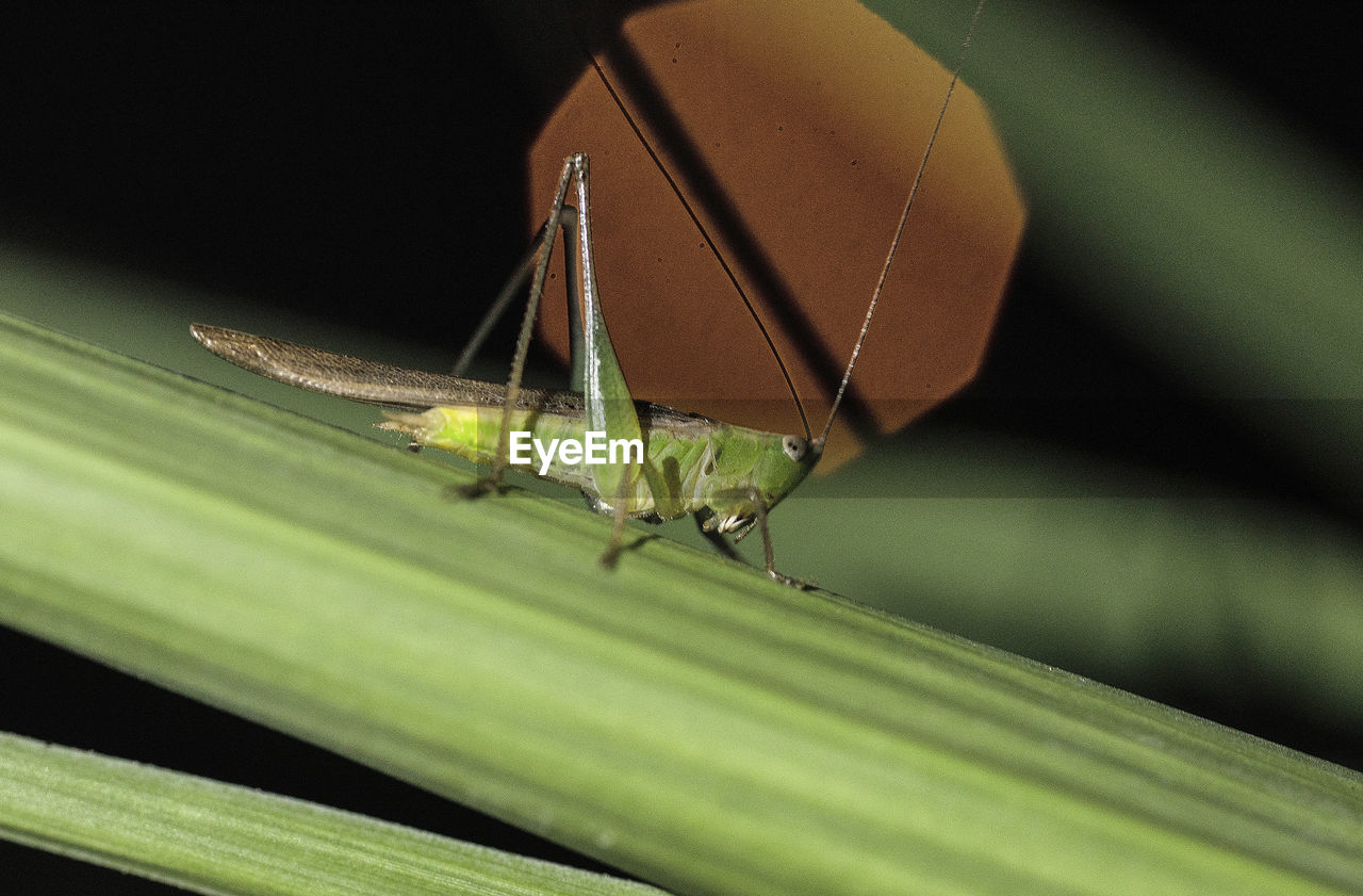 CLOSE-UP OF INSECT ON BLADE OF GRASS