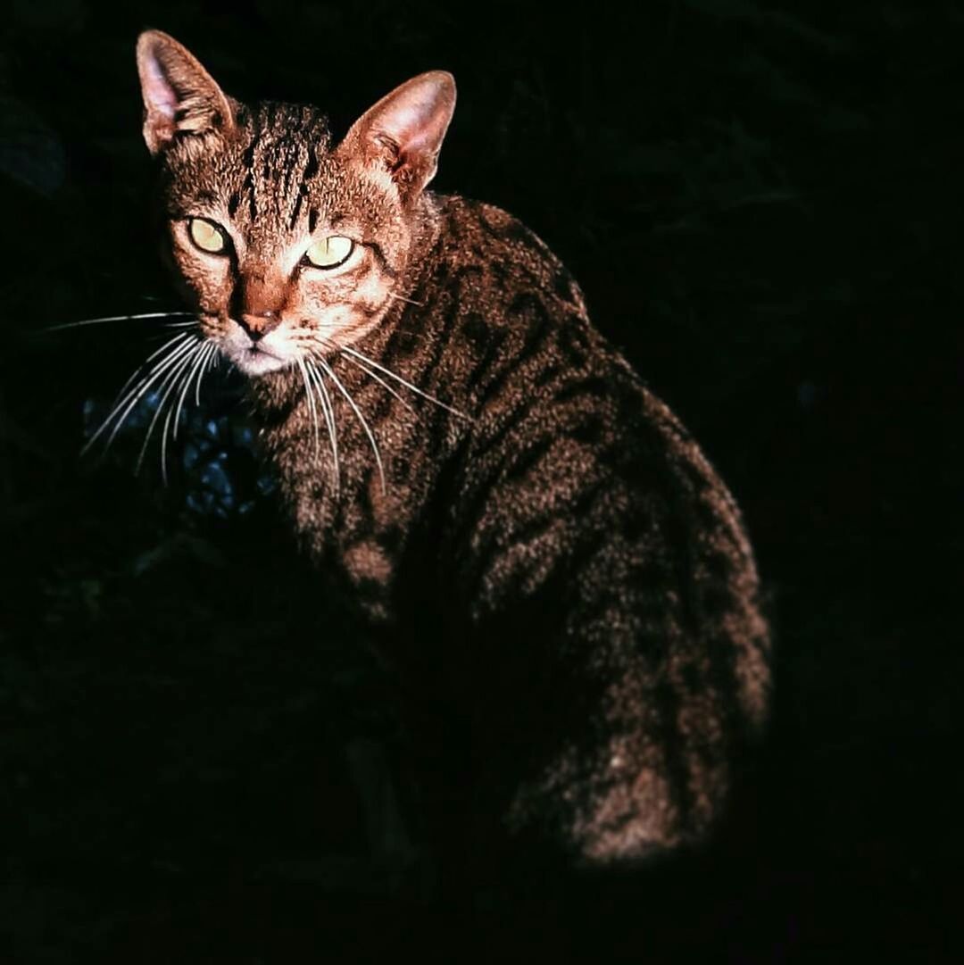 CAT ON BLACK BACKGROUND AGAINST LIGHT