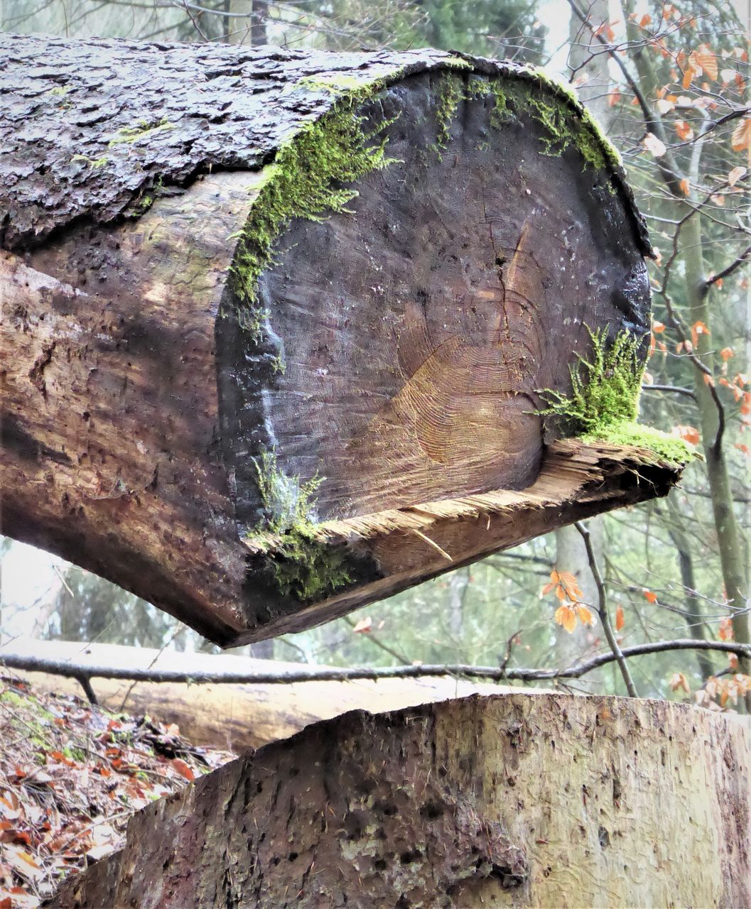 CLOSE-UP OF LOG ON TREE TRUNK IN FOREST