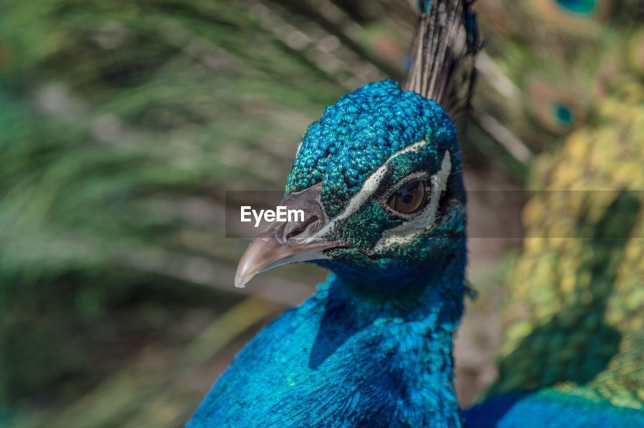 Close-up of peacock