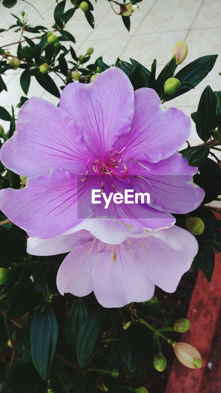 CLOSE-UP OF FLOWER BLOOMING