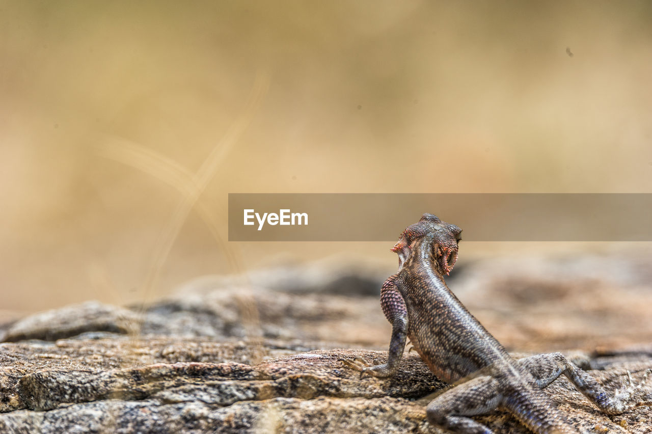 Close-up of lizard on rock