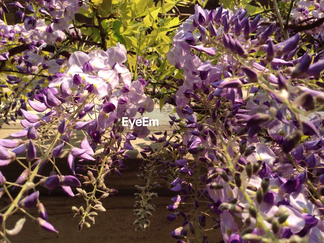 CLOSE UP OF PURPLE FLOWERS ON LEAVES