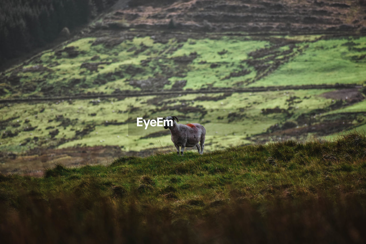 HORSE STANDING IN FIELD