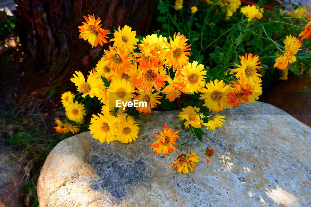 flowering plant, flower, plant, yellow, nature, beauty in nature, freshness, autumn, growth, fragility, leaf, no people, flower head, day, inflorescence, high angle view, close-up, outdoors, petal, wildflower, rock, land, botany