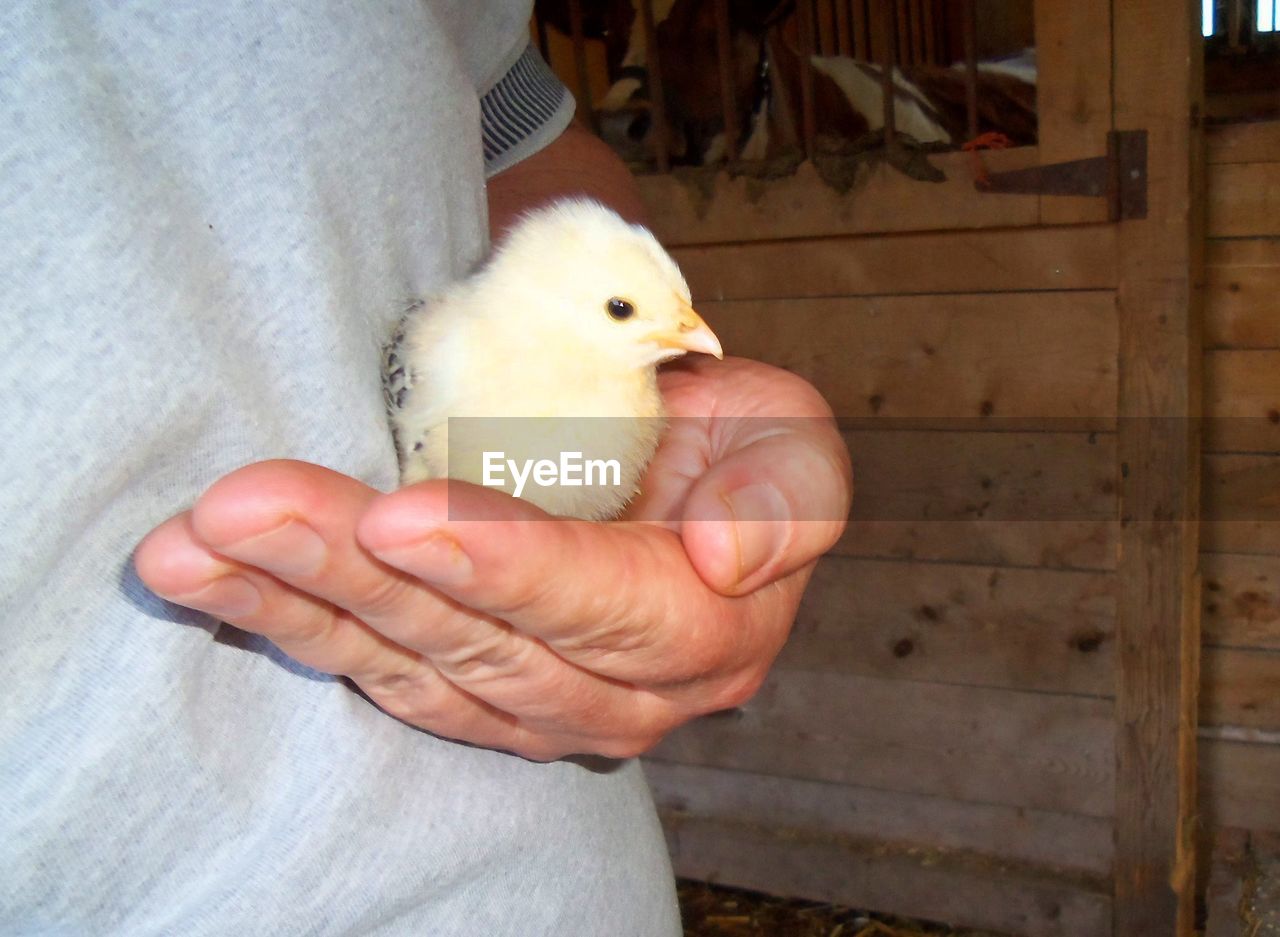 CLOSE-UP OF BABY HAND HOLDING BIRD IN MOUTH