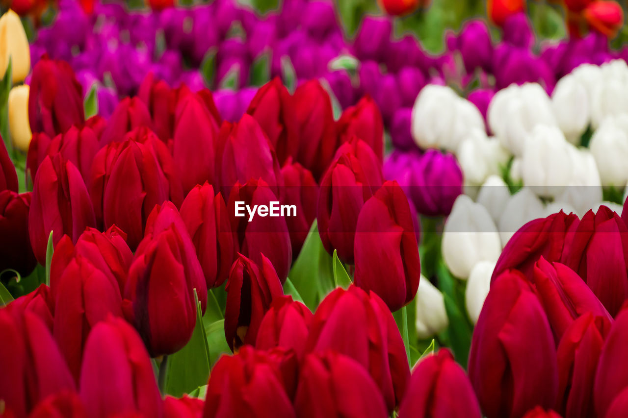 flower, flowering plant, plant, beauty in nature, freshness, tulip, petal, red, fragility, nature, close-up, flower head, inflorescence, growth, no people, flowerbed, multi colored, vibrant color, backgrounds, springtime, abundance, full frame, pink, outdoors, day, purple, blossom, selective focus