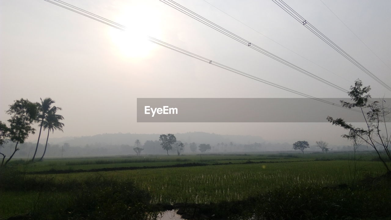 Scenic view of grassy field