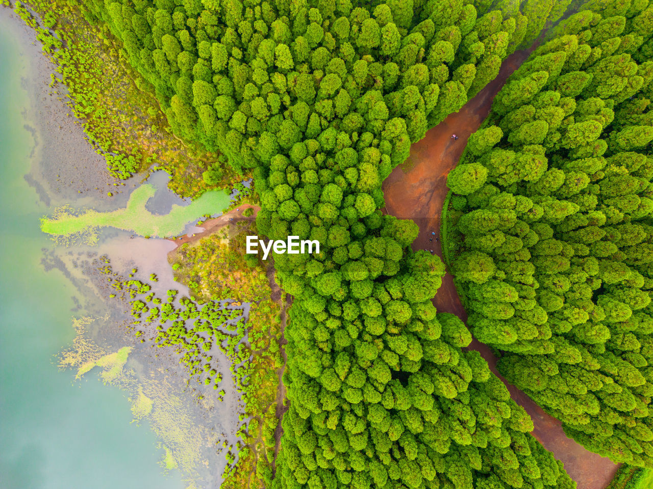 full frame shot of green leaves