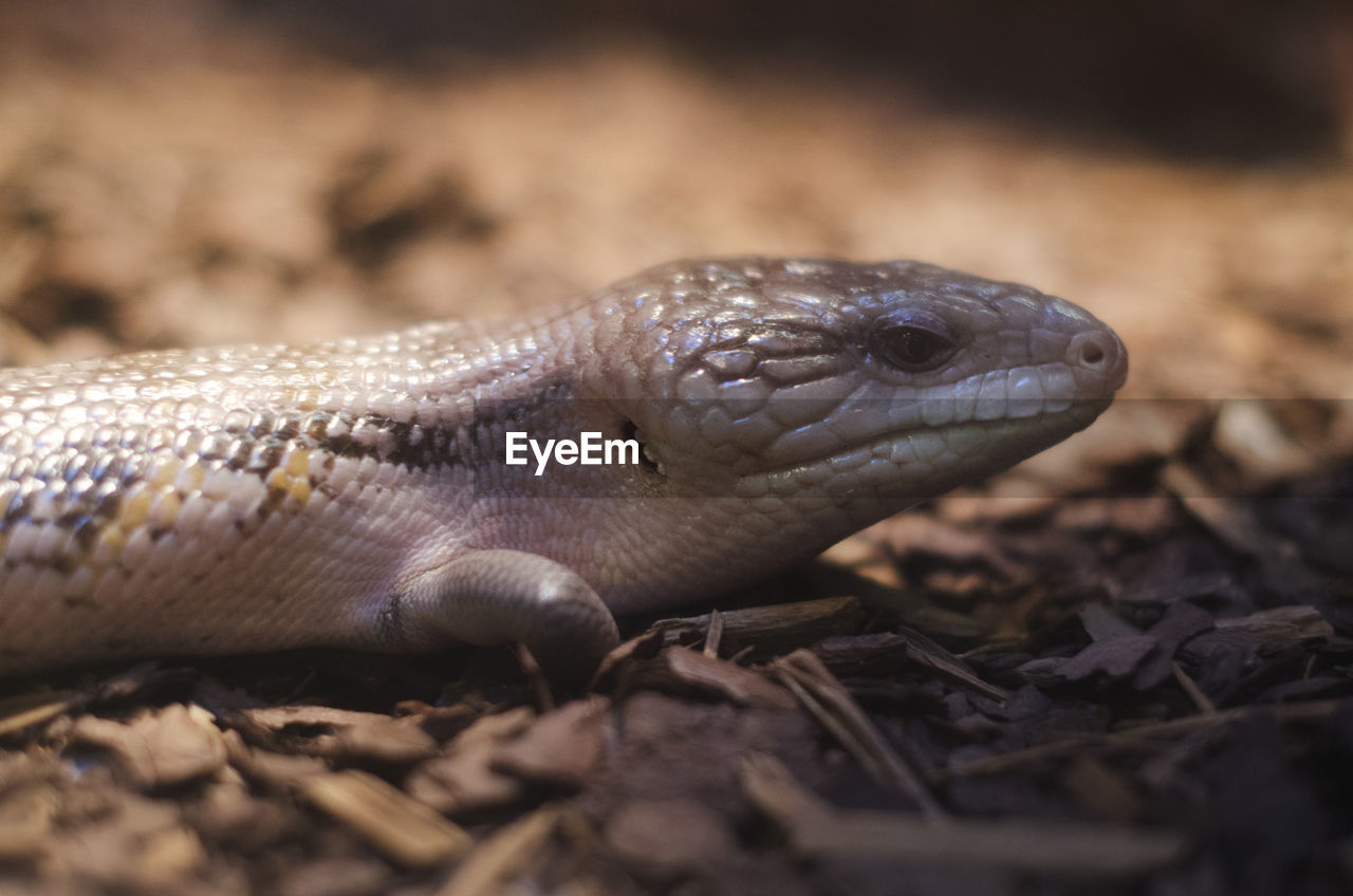 CLOSE-UP OF LIZARD ON ROCK