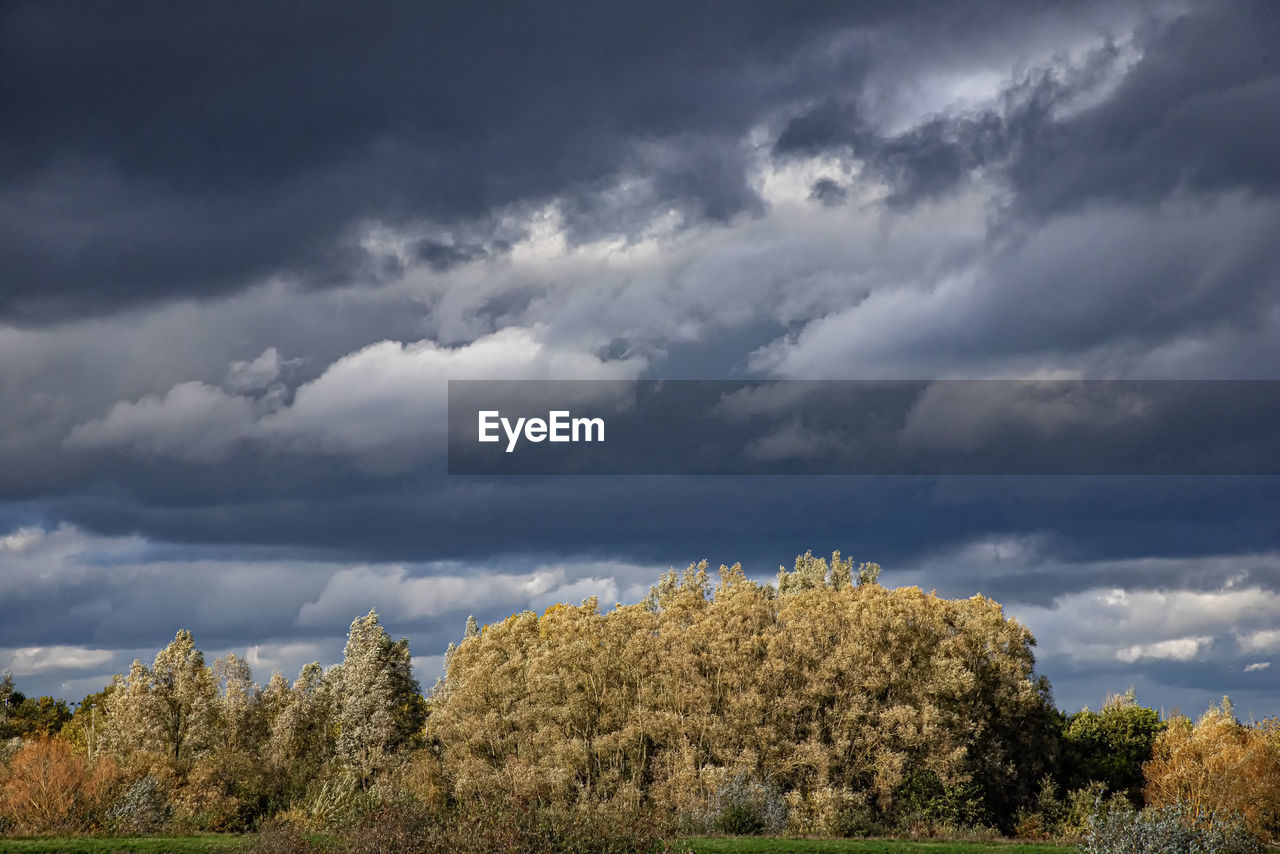 SCENIC VIEW OF TREES AGAINST STORM CLOUDS