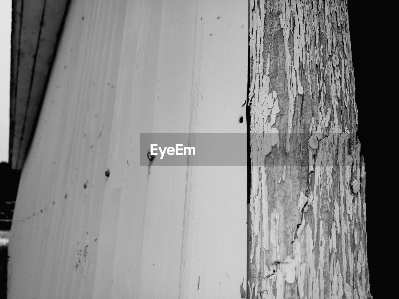 CLOSE-UP OF INSECT ON WOOD AGAINST BLURRED BACKGROUND