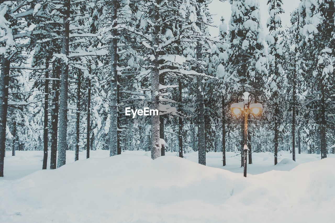 View of forest in the snow