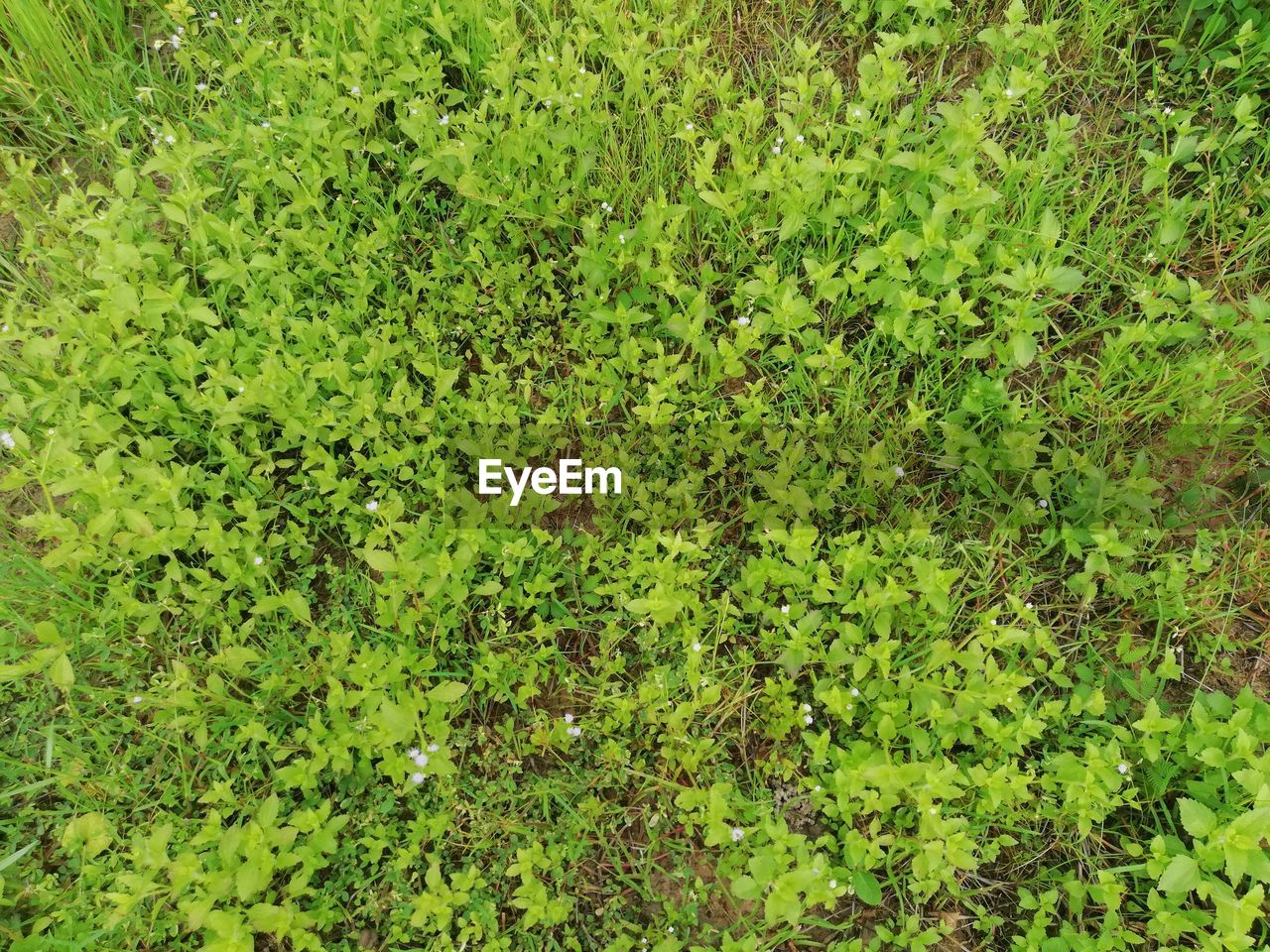 FULL FRAME SHOT OF FRESH GREEN PLANT LEAVES ON LAND