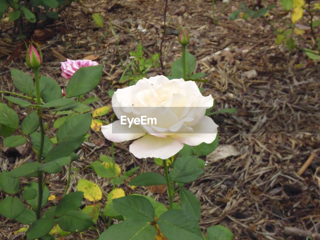 CLOSE-UP OF WHITE ROSE BLOOMING OUTDOORS