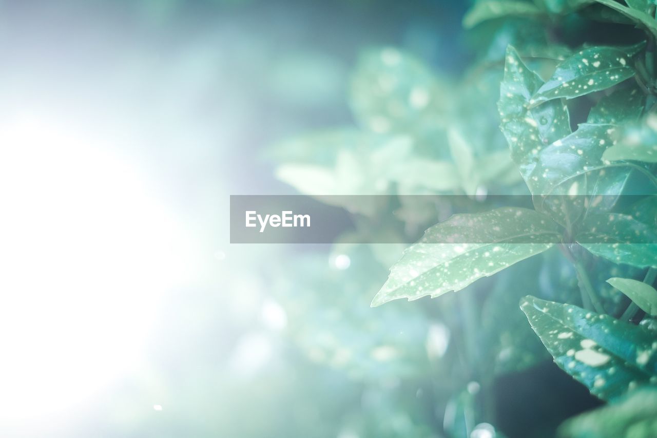 Close-up of plant against blurred background