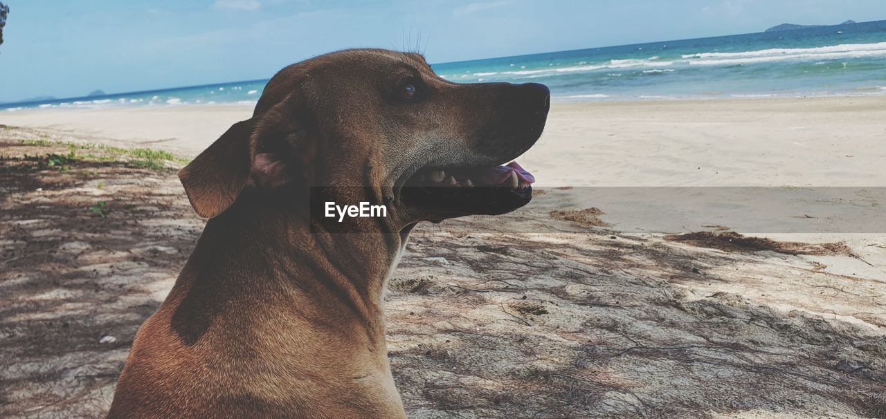 animal, one animal, animal themes, mammal, beach, pet, sea, land, dog, water, canine, domestic animals, sand, nature, sky, day, no people, animal body part, outdoors, horizon, sunlight, horizon over water, looking