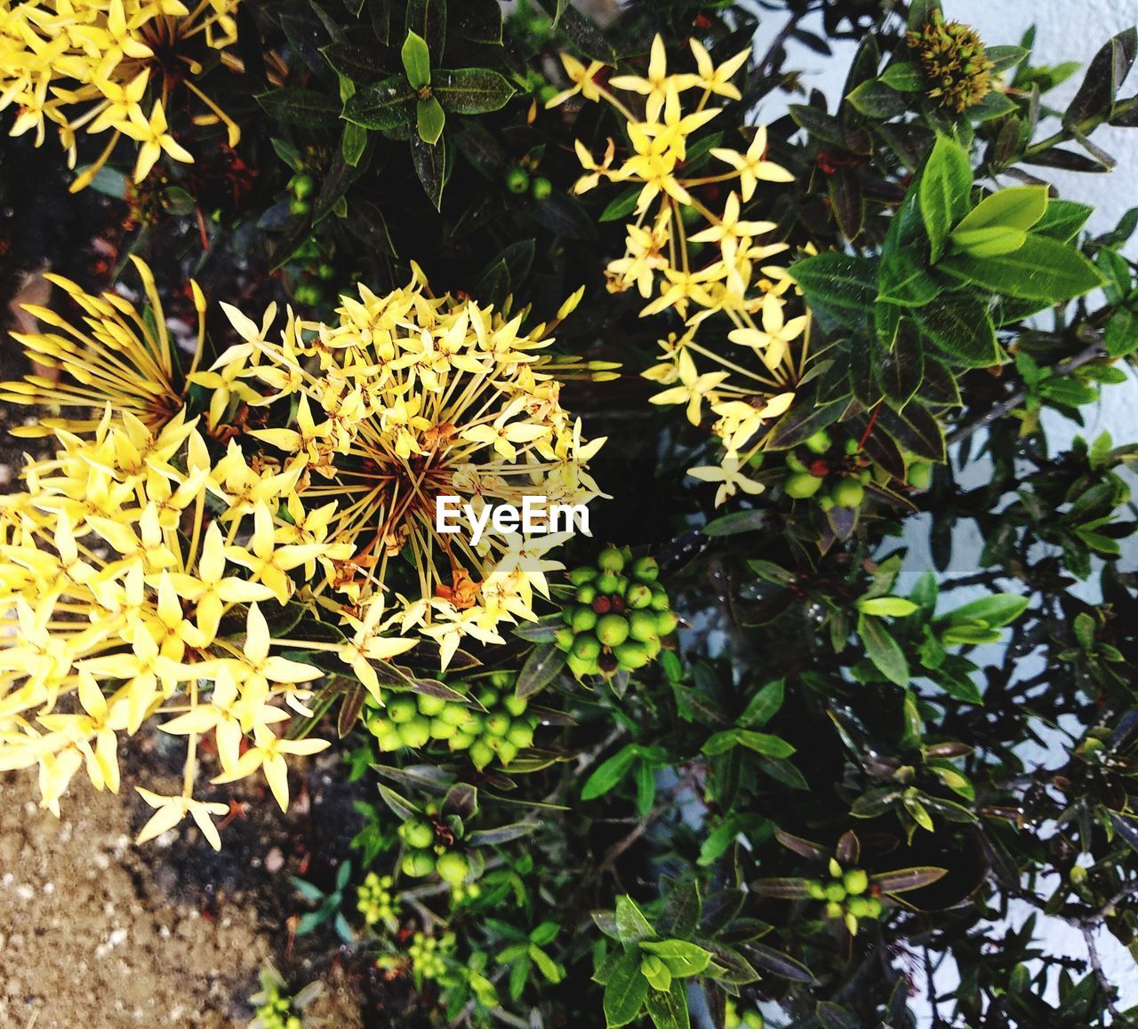 CLOSE-UP OF FLOWERING PLANTS