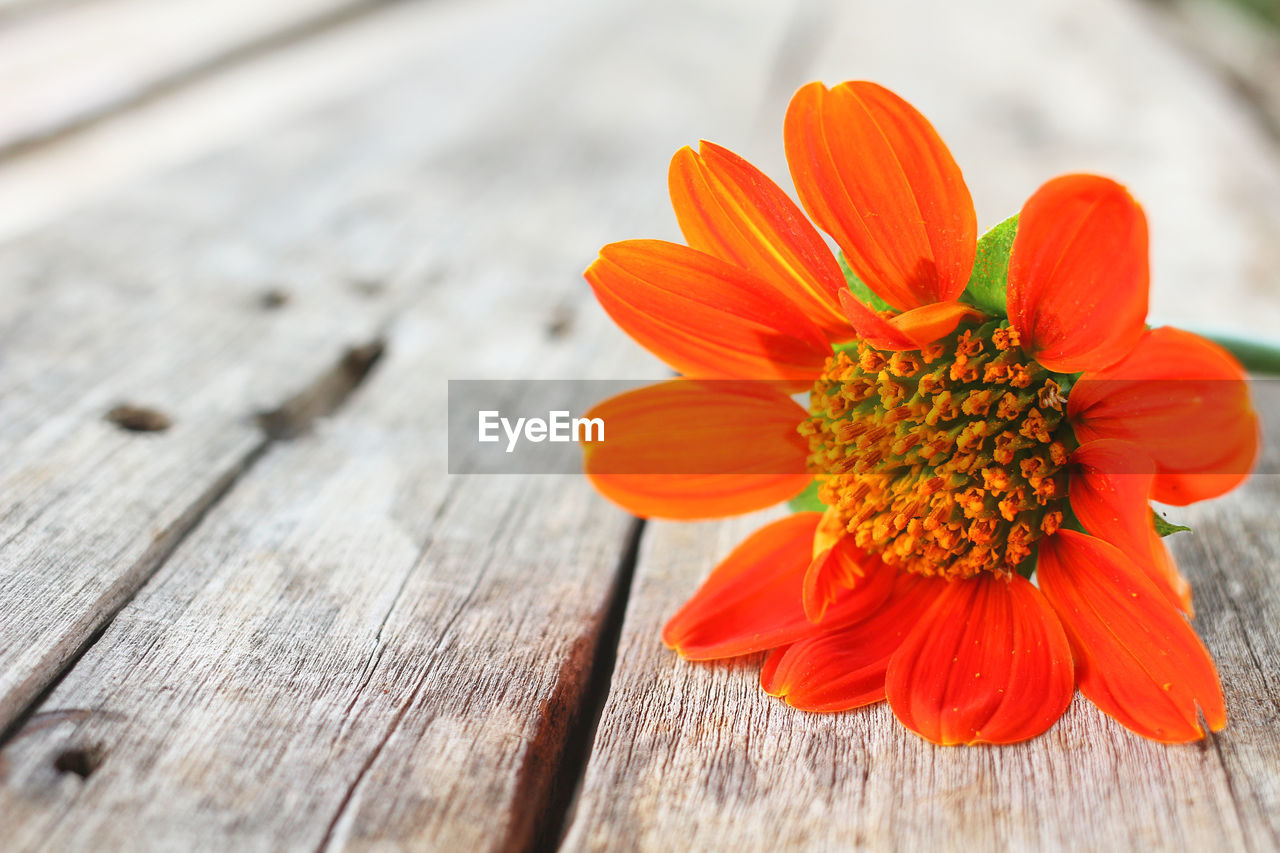 Close-up of orange flower on wood