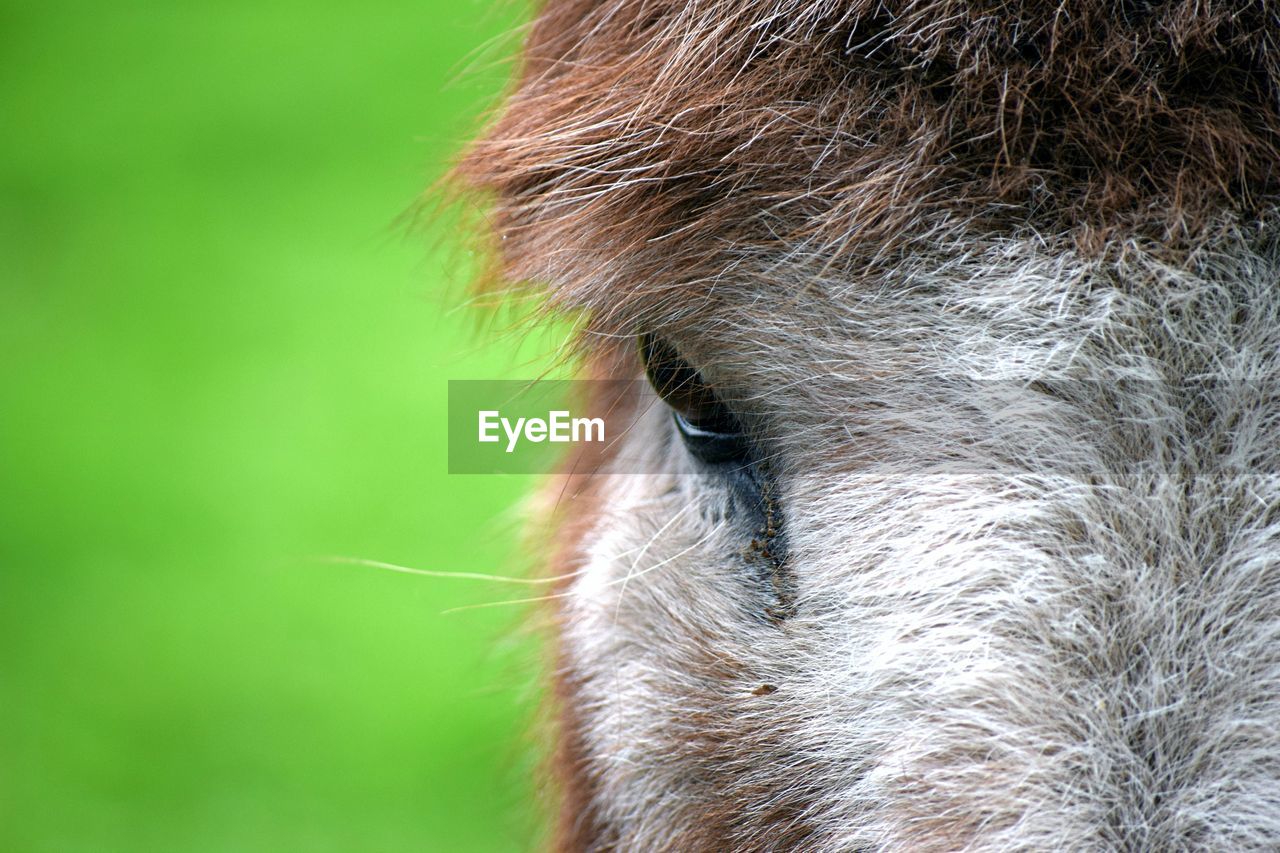 CLOSE-UP OF BROWN HORSE