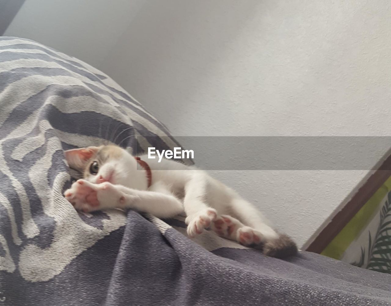 CLOSE-UP OF CATS RELAXING ON BED