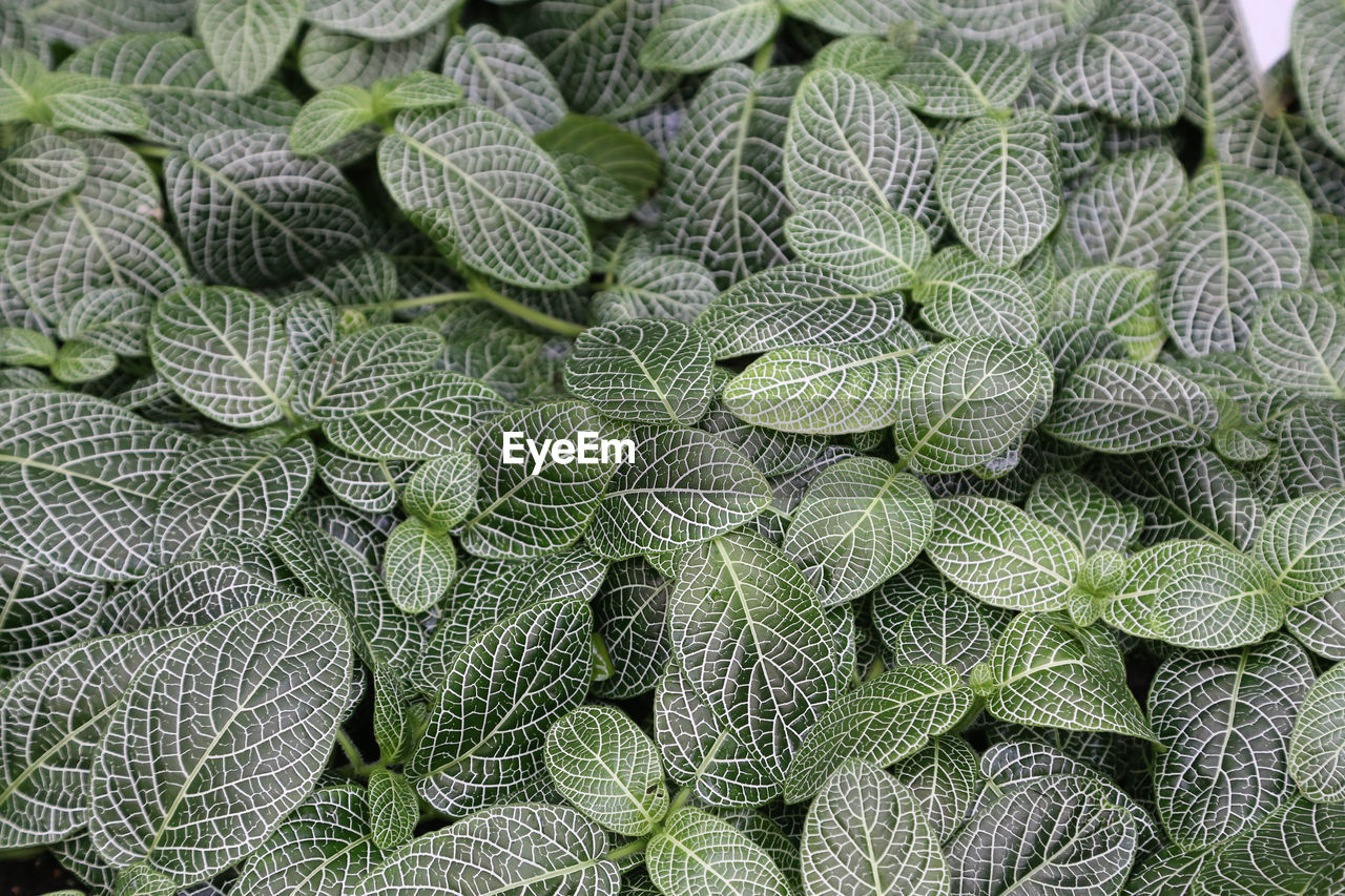 FULL FRAME SHOT OF PLANTS