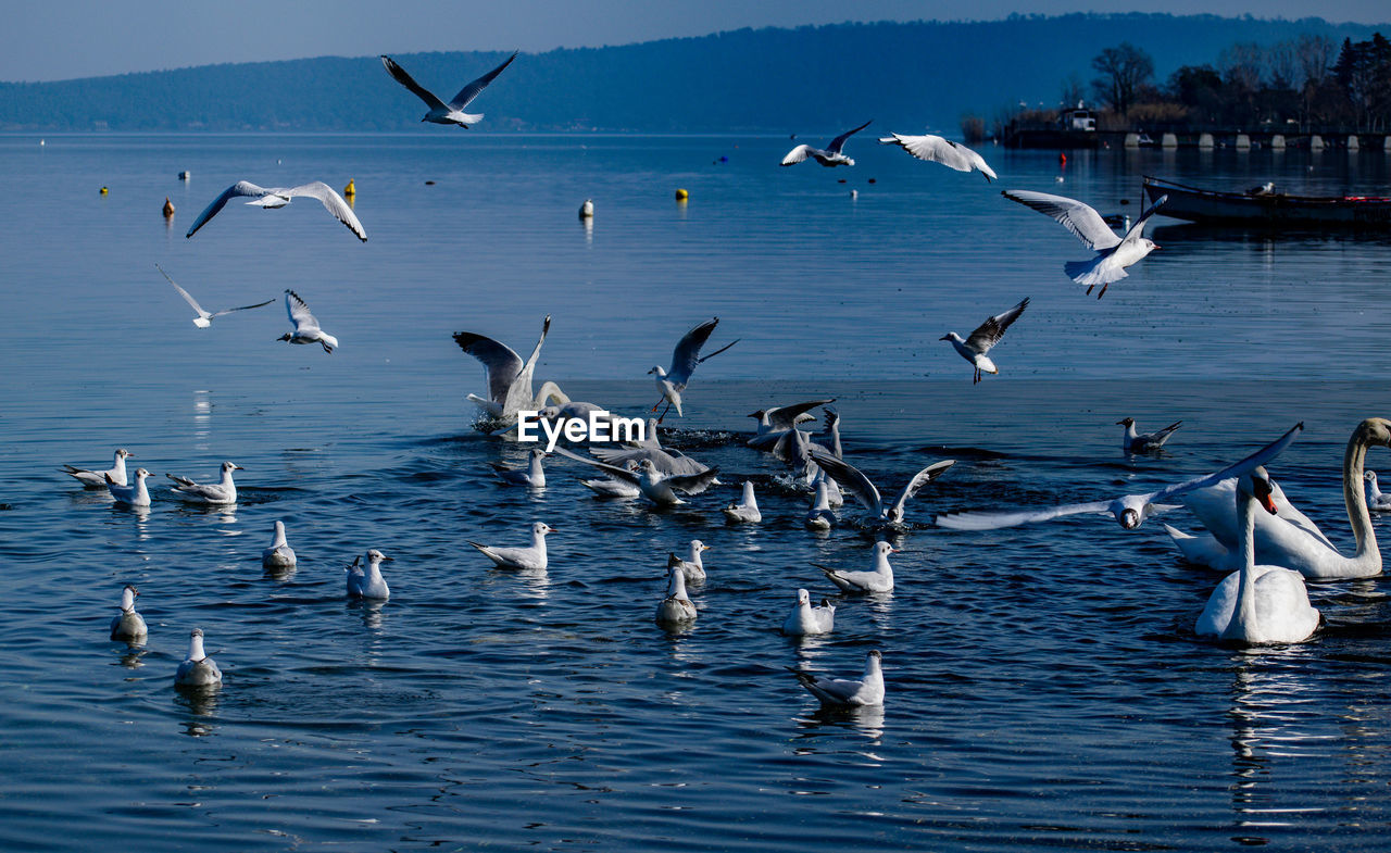 Lake view with birds