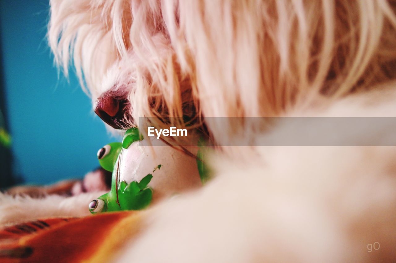 CLOSE-UP OF A DOG WITH EYES