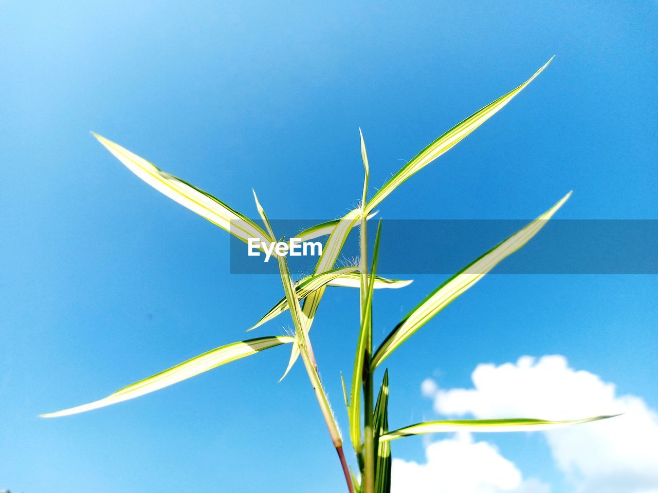 Low angle view of plant against blue sky