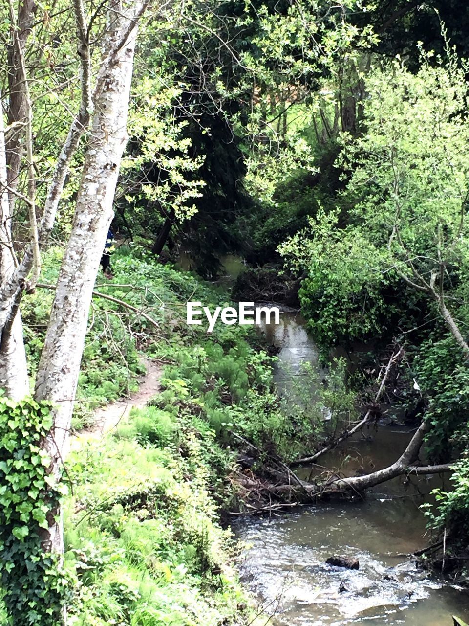 STREAM FLOWING THROUGH FOREST