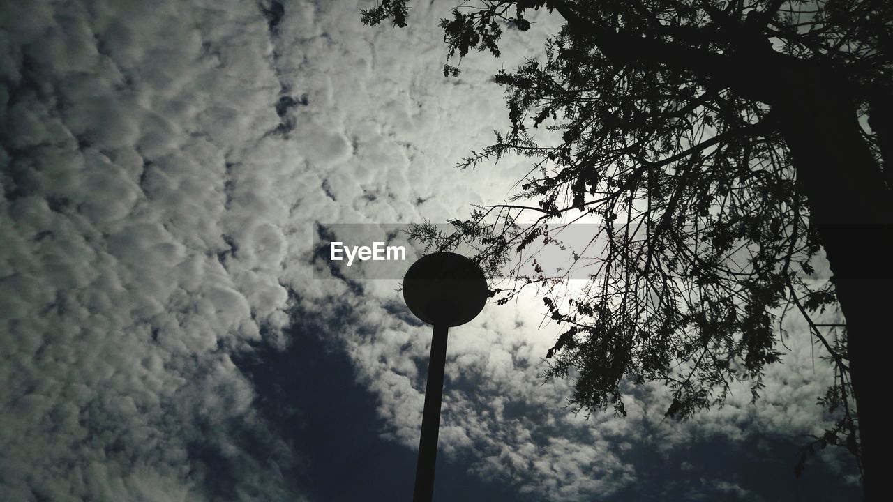 LOW ANGLE VIEW OF TREES AGAINST SKY