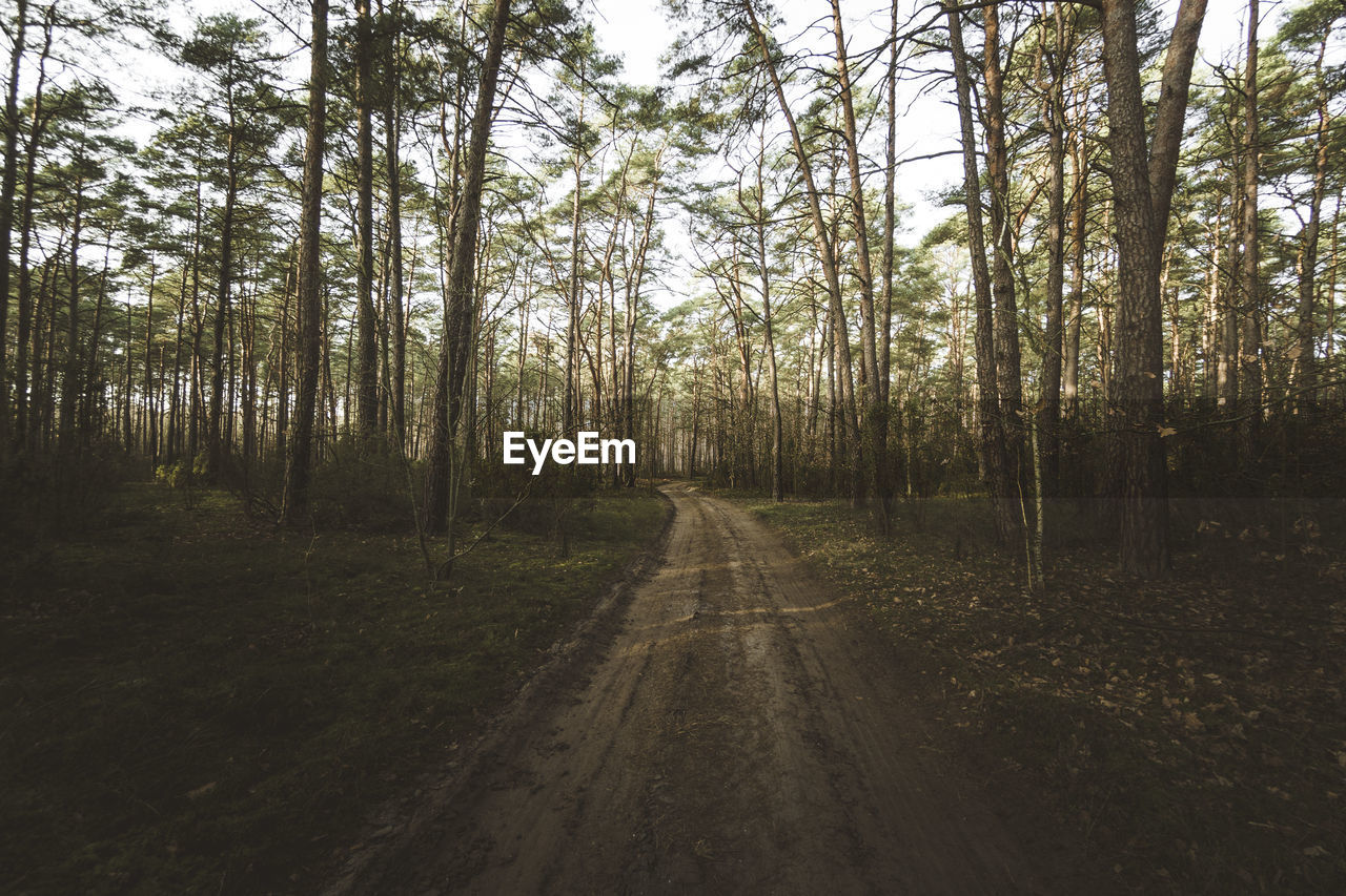 Empty road amidst trees in forest