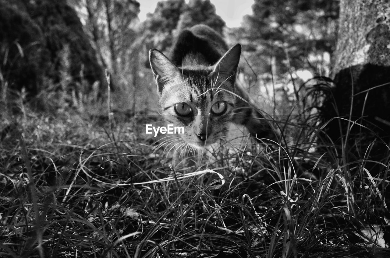 Portrait of a cat on field