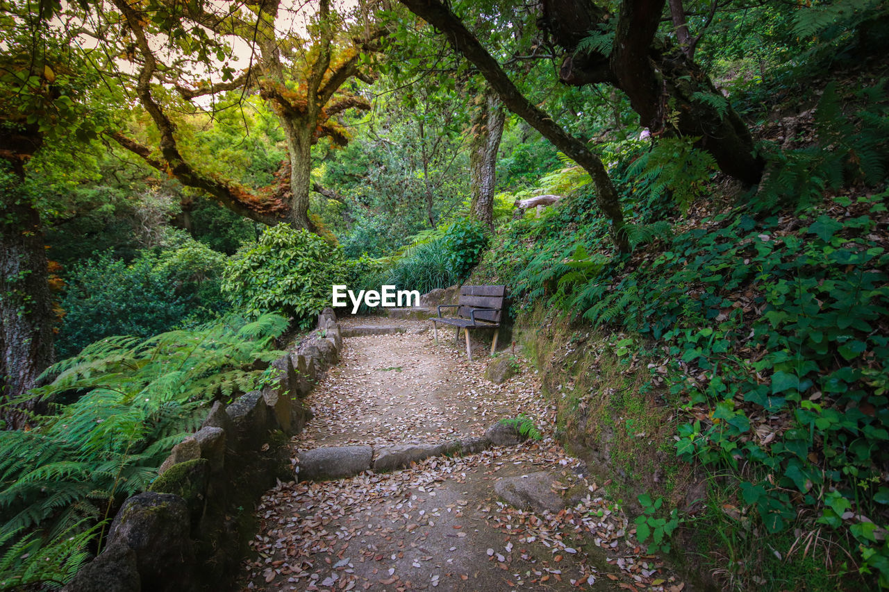 FOOTPATH IN FOREST