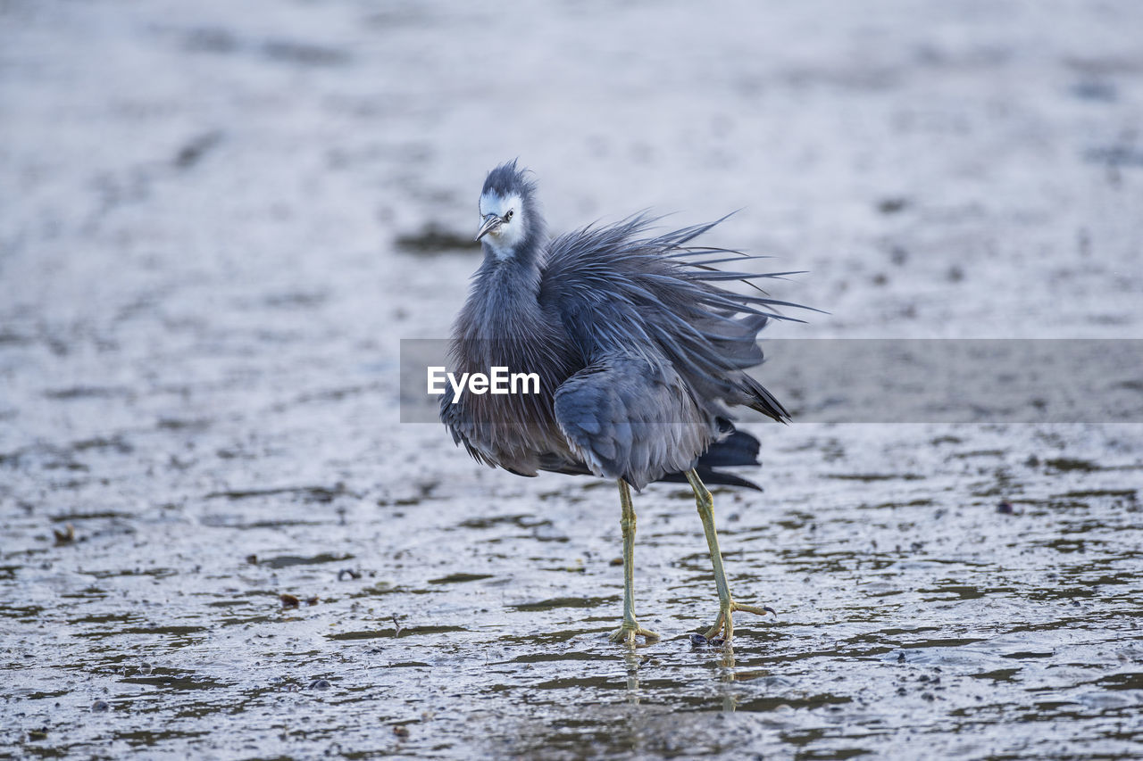 Close-up of bird perching on lake