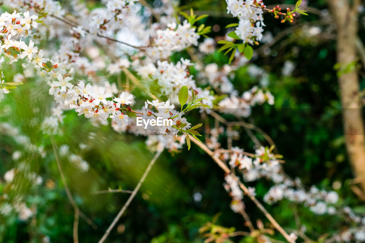 CLOSE-UP OF WHITE CHERRY BLOSSOM