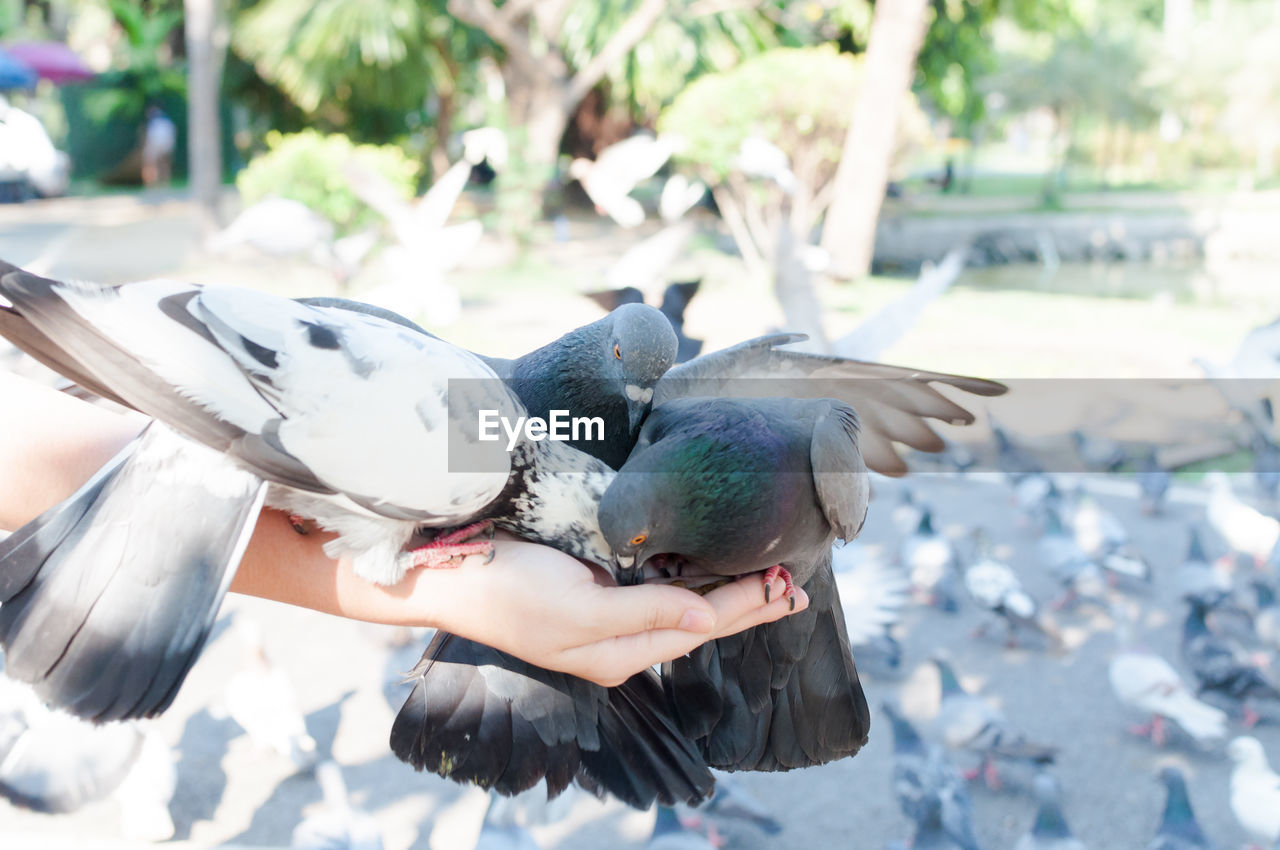 CLOSE-UP OF HAND HOLDING BIRD