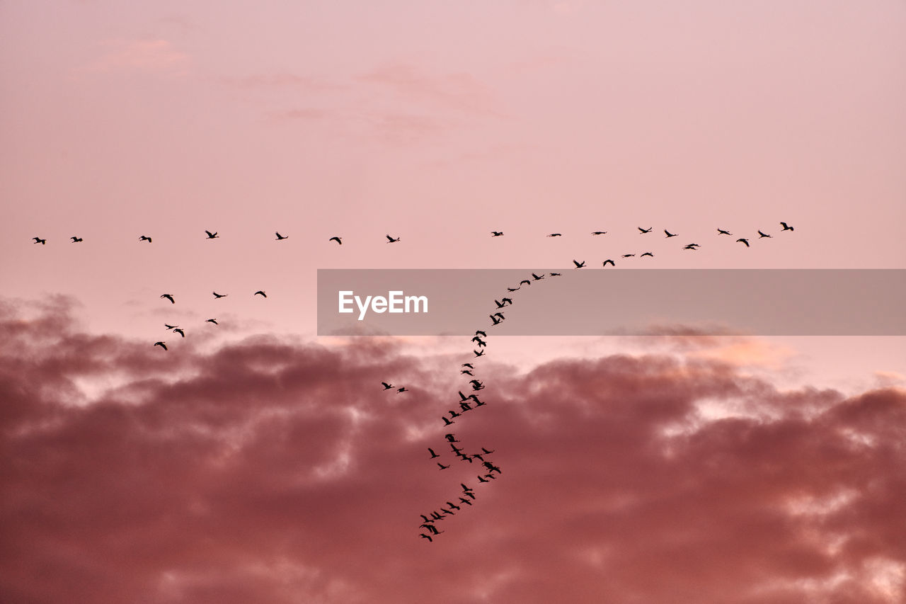 LOW ANGLE VIEW OF BIRDS FLYING