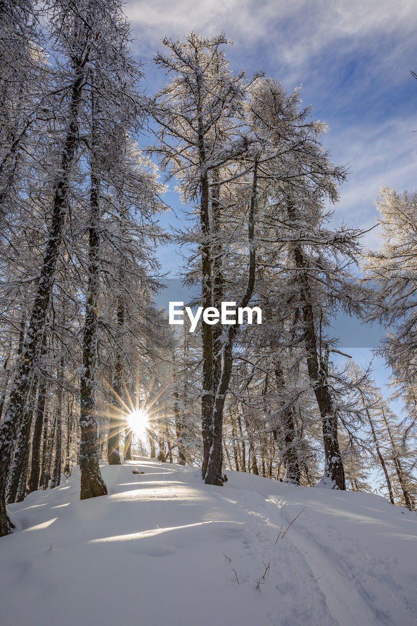 Trees on snow covered land against sky and sun 