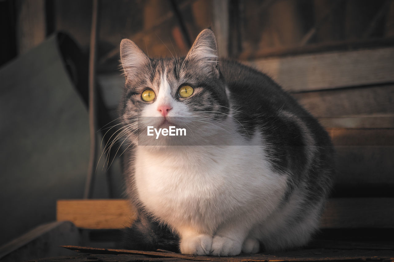 Close-up portrait of cat at home