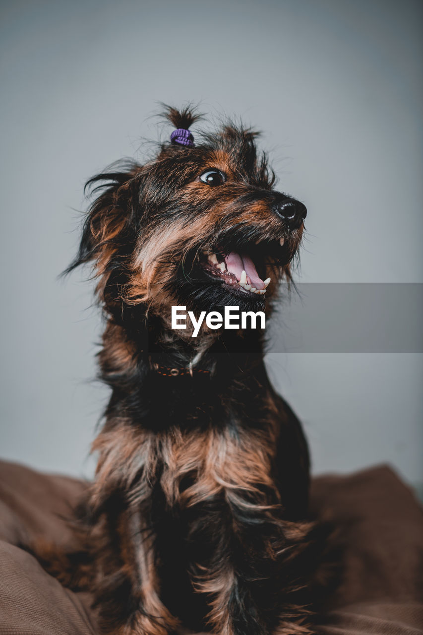 close-up portrait of dog