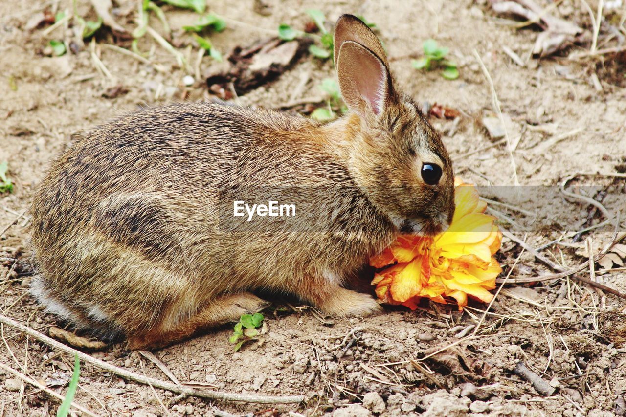 Rabbit by flower on field