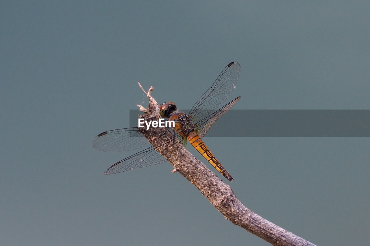 CLOSE-UP OF DRAGONFLY ON PLANT AGAINST CLEAR SKY