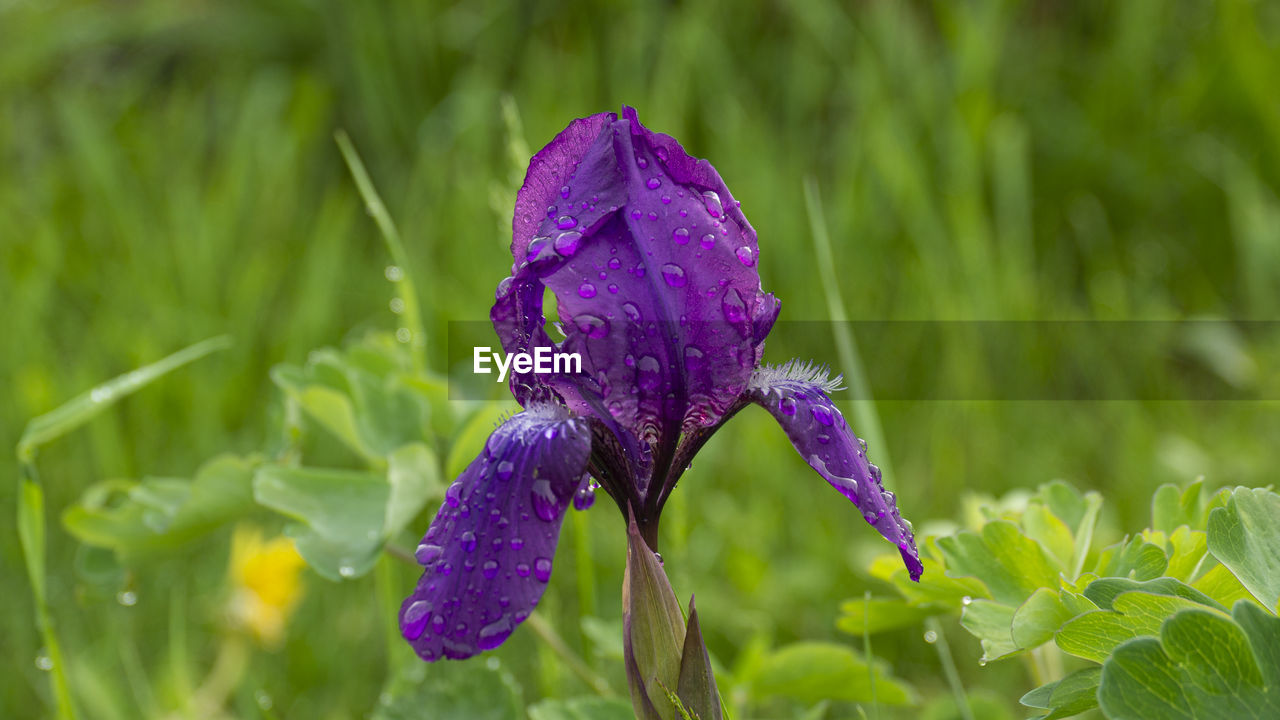 Close-up of water drops on purple iris flower