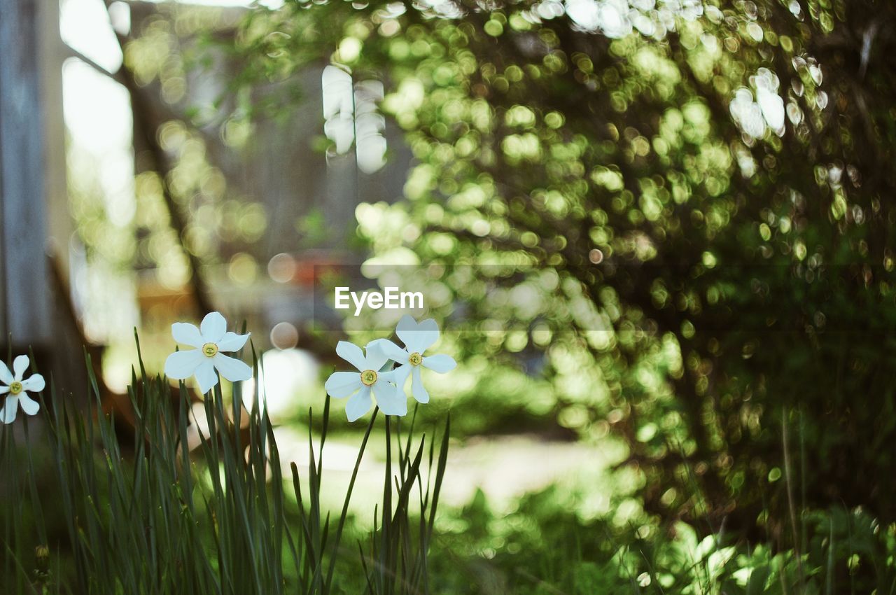 Flowering plants on land