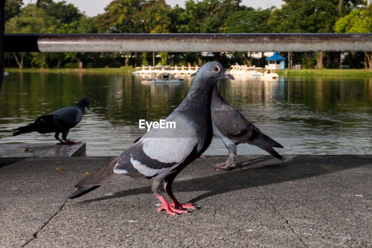 Pigeons perching on footpath