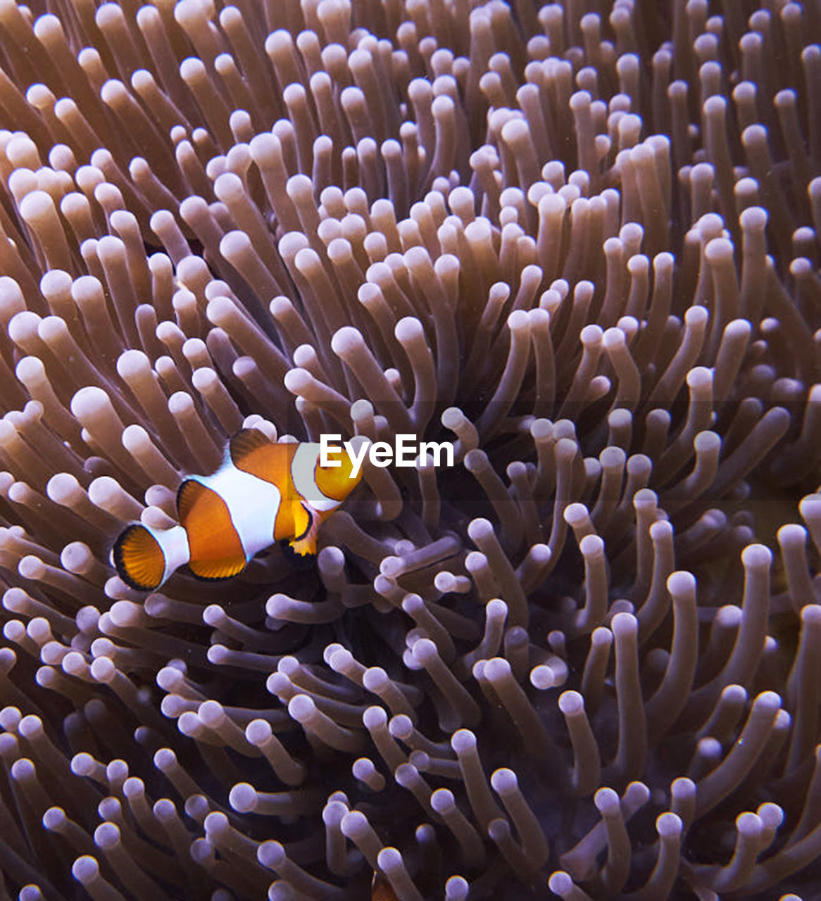 Close-up of fish swimming in sea