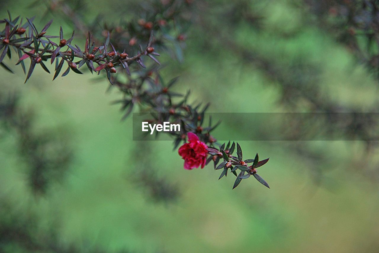 Close-up of red flowering plant